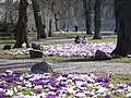 Crocus in early spring (usually March)