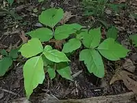 T. radicans foliage