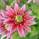 Apopetaly, actinomorphy, polymery, with stamens in 2 whorls, in Sempervivum