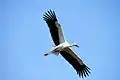 Toyooka City Oriental white stork