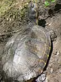 Trachemys scripta scripta in Francis Beidler Forest