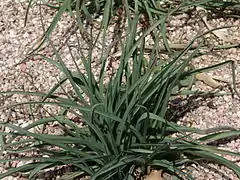 Tradescantia occidentalis at Denver Botanic Gardens at Chatfield State Park