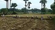 Traditional harvesting