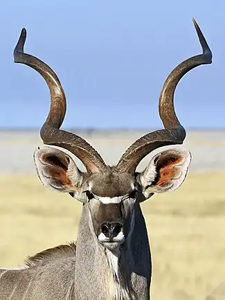 Close-up of adult maleEtosha National Park, Namibia