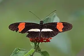 H. m. rosinaCosta Rica