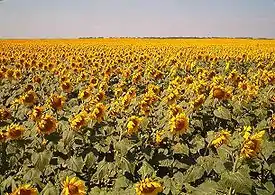 Image 22Sunflowers in Traill County, North Dakota (from North Dakota)