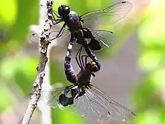 Mating wheel