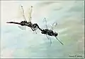 Pair in tandem flying over water bodies