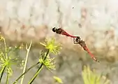 Mating pair