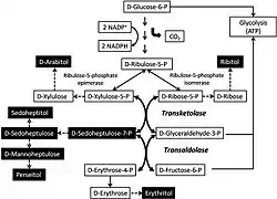 The pentose phosphate pathway adapted from (Verhoeven, 2001)