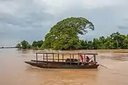 Transport of buffalos on the Mekong (from Don Det)