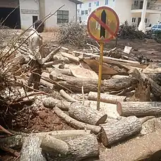 Tree cut down