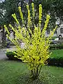 A young Forsythia shrub