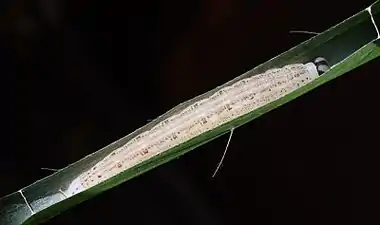 Larva