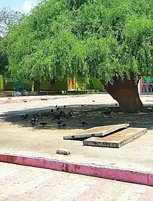 Image 10Neem tree at Sant Nenuram Ashram (from Trees of Pakistan)