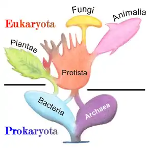 Image 20Phylogenetic and symbiogenetic tree of living organisms, showing a view of the origins of eukaryotes and prokaryotes (from Marine fungi)