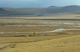 Mongolian-Manchurian grassland region of the eastern Eurasian Steppe in Mongolia.