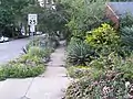 A planted garden in the "tree lawn", in Raleigh, North Carolina