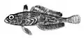 Crowned rockcod (T. scotti)