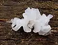 Tremella fuciformis (Tremellomycetes)