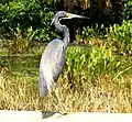 Tricolored heron