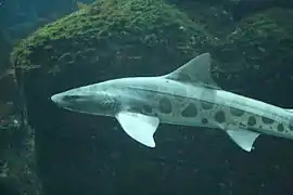 A leopard shark at the Monterey Bay Aquarium