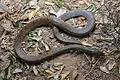 Xenochrophis trianguligerus from Kaeng Krachan National Park.