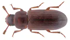 Adult