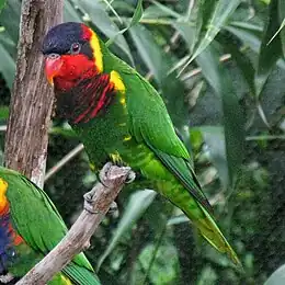 A green parrot with a black throat and forehead, red cheeks, and a yellow nape