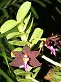 Trichoglottis atropurpureahabitus