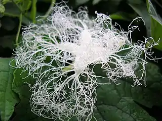 The lace-like flower of T. cucumerina opens only after dark. Here, it is shown almost completely unfurled.