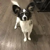 A tricolor Papillon puppy.