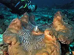 A giant clam from East Timor of over one meter in length.