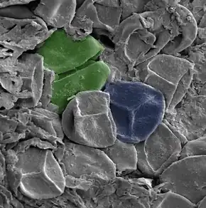 Image 26A late Silurian sporangium, artificially colored. Green: A spore tetrad. Blue: A spore bearing a trilete mark – the Y-shaped scar. The spores are about 30–35 μm across. (from Evolutionary history of plants)