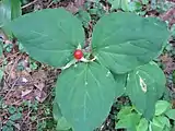 Trillium undulatum with fruit in New York on August 10, 2008