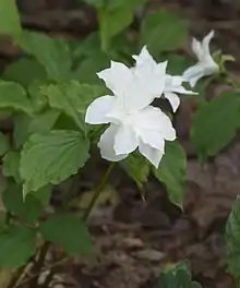 White flower with three double petals