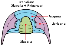 Labeled diagram of major parts of the cephalon