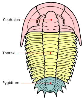 The tagmata of a trilobite: cephalon, thorax and pygidium