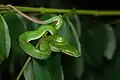 Juvenile male Trimeresurus gumprechti from Phu Hin Rong Kla National Park