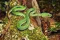 Trimeresurus popeorum