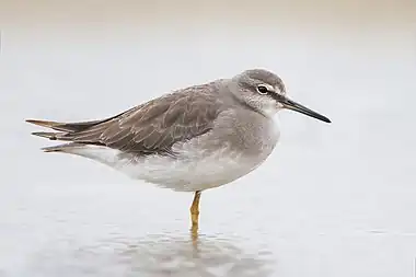 Grey-tailed tattler in non-breeding plumage