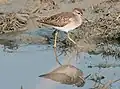 Tringa glareola at Basai