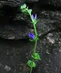 Showing cordate-clasping leaves and a maturing capsule