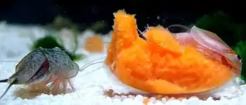 Captive Triops cancriformis (left) and Triops longicaudatus (right) feeding on carrot