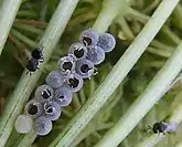 Two small wasps rest on the nearby plant stalks while several more are emerging from the host eggs.