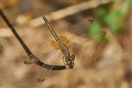 Trithemis aurora female