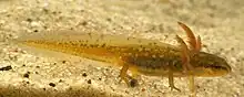 Newt larva with feathery gills in side view