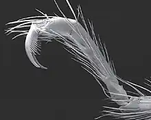 Trogloraptor