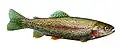 Rainbow trout