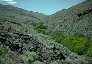 Dense green vegetation along a stream bank, with lighter-colored small bushes and grasses on slopes to the sides